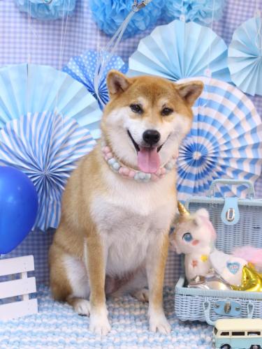 20231128マロンちゃん